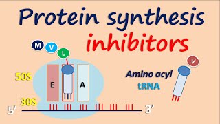 Protein synthesis inhibitors [upl. by Yusuk348]