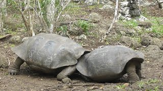 Giant tortoises fighting  Galápagos [upl. by Salim126]