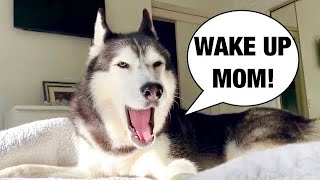 My Husky Does THIS EVERY Morning [upl. by Anoved]