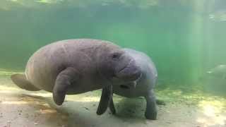 Meet the Manatees of Blue Spring [upl. by Lesirg951]