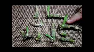 How to propagate dendrobium orchids the most effective way [upl. by Tsirc]