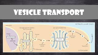 Vesicle Transport within Cells  Cell Biology [upl. by Habeh]