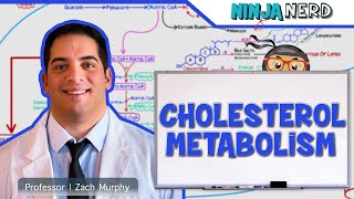 Metabolism  Cholesterol Metabolism [upl. by Thurmond]