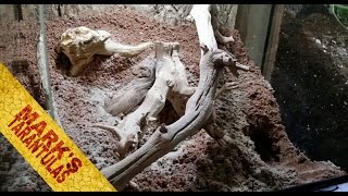 Monocentropus Balfouri Communal Enclosure Setup [upl. by Aliber]