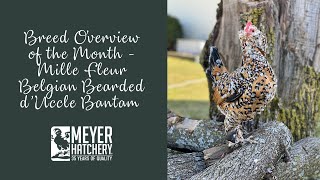 Breed Spotlight of the Month  Mille Fleur Belgian Bearded dUccle Bantam [upl. by Adnilram]