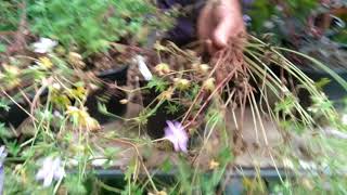 How to tidy up cranesbill geranium after flowering [upl. by Alacim270]