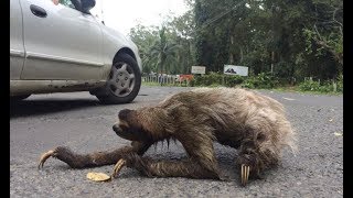 Sloth Crossing a Road [upl. by Mcmullan]