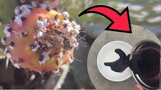 How to extract dye from Cochineal bugs [upl. by Henrion]