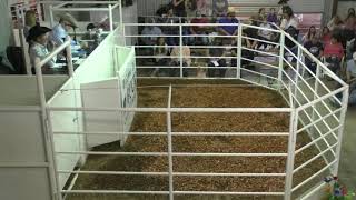 Buck Cattle Company Spring Edition Sale Madill OK March 2024Mar30140913 [upl. by Aicatsue]