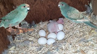 Breeding Blue Kakariki Parakeet  New Species [upl. by Yruj]