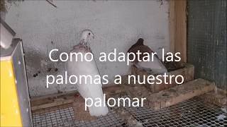 Palomas  como adaptarlas a nuestro palomar [upl. by Ludovick74]