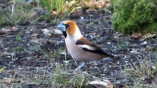 Hawfinch in Parkend 4K [upl. by Chuu608]