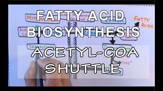 Acetyl COA Shuttle  Fatty Acid Biosynthesis  Part I [upl. by Dloreh]