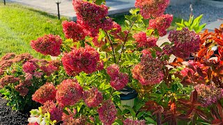 Paniculata Hydrangeas For Best Fall Colour  Autumn 2020 [upl. by Conrad]