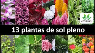 13 plantas de sol pleno dicas de plantas lindas e fáceis de cultivar [upl. by Anuaf]