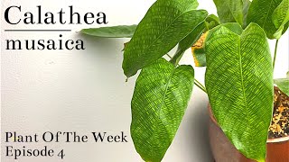 How To Care For Calathea musaica “Network”  Plant Of The Week Ep 4 [upl. by Noivaz]