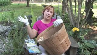 How to Store Daffodil Bulbs [upl. by Bathsheeb]