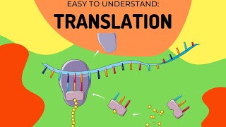 Protein Synthesis Translation [upl. by Kavanaugh]