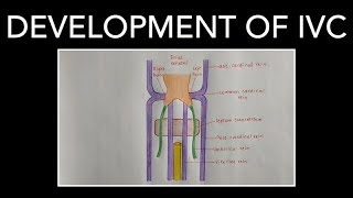 DEVELOPMENT OF INFERIOR VENA CAVA [upl. by Enetsirhc277]