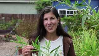 Growing Milkweed for Monarch Butterflies [upl. by Isis]