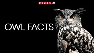 Mysterious OWL FACTS You Cant Miss [upl. by Acilgna]