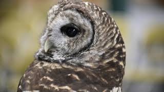 Owls can rotate their heads 270 degrees [upl. by Yffat]