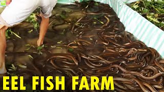 Eel Fish Farming  Eel Fish Harvesting [upl. by Alemak]