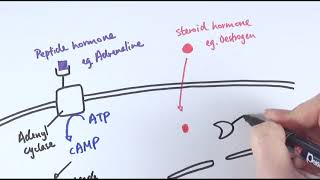 How to Balance Hormones in Women  Dr Taz [upl. by Htennaj]