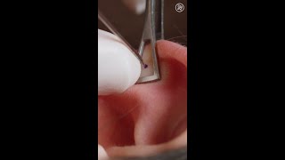 What Getting Your Ear Cartilage Pierced Is Like Up Close shorts [upl. by Sinclare]