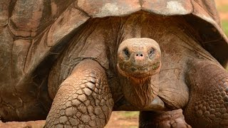 World’s BIGGEST TORTOISE The Giant Galapagos Tortoise 5 fascinating facts [upl. by Oiceladni406]