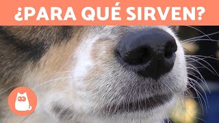 ¿Para qué sirven los BIGOTES de los PERROS [upl. by Verne]