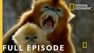 Forest of the Golden Monkey Full Episode  The Hidden Kingdoms of China [upl. by Perceval809]