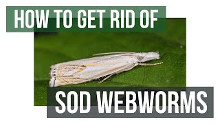 How to Get Rid of Sod Webworms 4 Easy Steps [upl. by Laet]