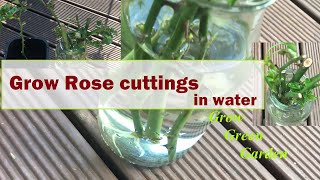 How to grow rose cuttings in water [upl. by Luckett529]