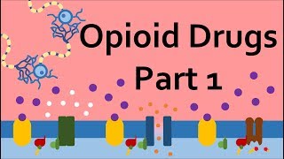 Opioid Drugs Part 1 Mechanism of Action [upl. by Yekcin]