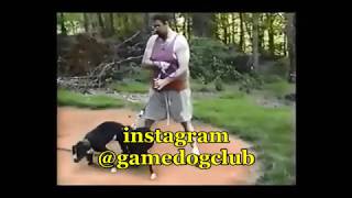 Dogman 2000 Instagram gamedogclub [upl. by Haikezeh]