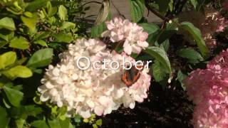 Garden Diaries 2Hydrangea paniculata Vanilla Fraise pruning [upl. by Haerr613]