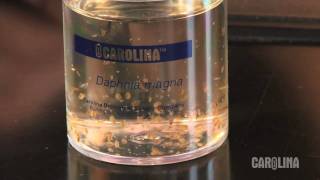 How to Care for Daphnia [upl. by Natek682]