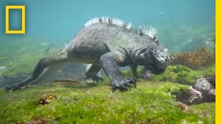 Swim Alongside a Galápagos Marine Iguana  National Geographic [upl. by Lotsirhc316]