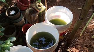 How to grow Green Water Algae [upl. by Limak]