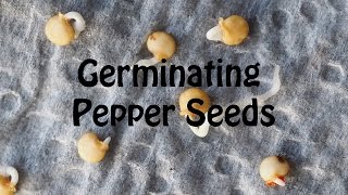 Starting Pepper Seeds Using Paper Towel Method Part 1 [upl. by Aittam658]