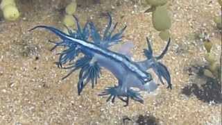 Dancing Glaucus Atlanticus Blue Dragon Nudibranch  AUSTRALIA P1080004MP4 [upl. by Nollie]