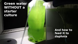 Green Water WITHOUT a Starter Culture  From Scratch  How To [upl. by Huff]