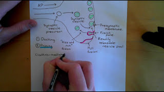 Synaptic Vesicle Exocytosis and Endocytosis Part 1 [upl. by Ambrogino]