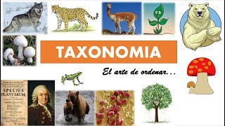 Taxonomía clasificación de los seres vivos [upl. by Emoraj]