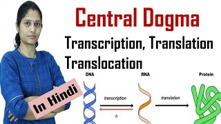 Central Dogma  Protein synthesis  Transcription  Translation  Translocation  NEET [upl. by Euqnimod]