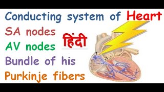 Conducting system of heart in hindi  SA node  AV node  purkinje fibers  bundle of his [upl. by Dayna]