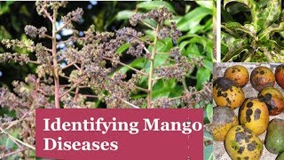 Identifying Major Diseases Of Mangoes [upl. by Nnylg]