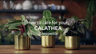 How to care for your Calathea  Grow at Home  RHS [upl. by Theodosia]