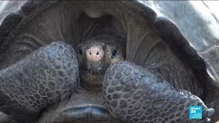 Giant tortoise feared extinct found in Galapagos islands [upl. by Emeline412]